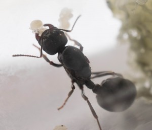 Messor wasmanni, [Blog] Messor wasmanni (Krausse, 1910)