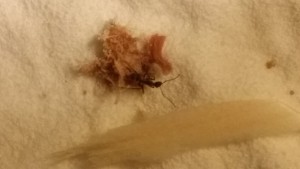 Le thon est un met apprécié par toutes les fourmis !, [Blog] Camponotus dolendus