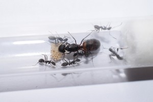 Camponotus cruentatus, **FIN** [Blog] Camponotus cruentatus
