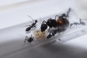 Camponotus cruentatus, **FIN** [Blog] Camponotus cruentatus