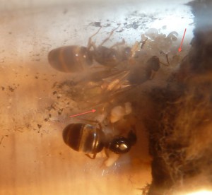 Lasius sp jaunes et leurs bébés., [Blog] Les Dames villersoises