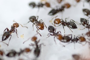 Ouvrières Crematogaster scutellaris, Les colonies de Couloucha