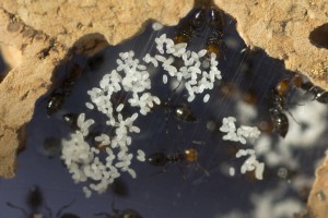 Oeufs Crematogaster scutellaris, Les colonies de Couloucha