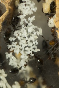 Oeufs Crematogaster scutellaris, Les colonies de Couloucha