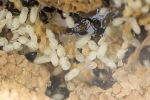 Nymphes Crematogaster scutellaris, Les colonies de Couloucha