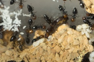Reine Crematogaster scutellaris, Les colonies de Couloucha
