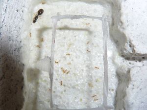 [BLOG]Solenopsis cf fugax par Zoura, P1020944.JPG