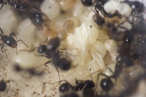 Messor barbarus, Les colonies de Couloucha