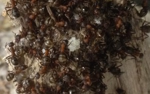 Ponte Reine Formica sanguinea, Pseudo dôme