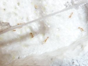 [BLOG]Solenopsis cf fugax par Zoura, P1020948.JPG