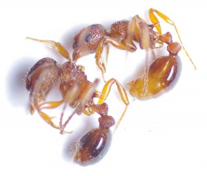 Myrmica sp, [Myrmica sp.] pétiole en question