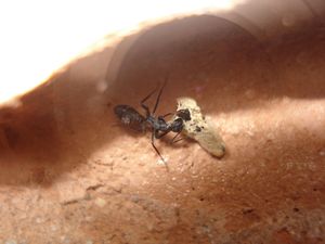 Les Camponotus de funkyben, DSC07403.JPG
