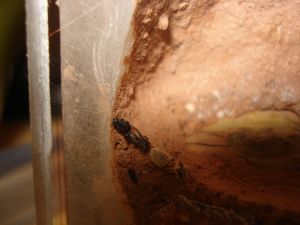 Les Camponotus de funkyben, DSC07409.JPG