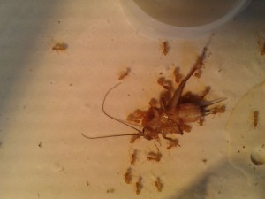 Ouvrières Lasius flavus dépeçant un grillon, Vos "laboratoires", vos installations d'élevage...