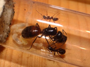 Fondation de Camponotus ligniperdus, Installation de Camponotus ligniperdus