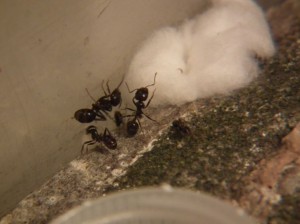 Gastre Messor barbarus 2, [Blog] Les Messor barbarus de Bianka