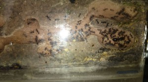 Quand vient la nuit..., [Blog] Les Messor barbarus de Bianka