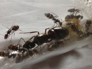 cliché 2, [Camponotus ionius] Camponotus grecque