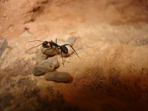 Les Camponotus de funkyben, DSC07416.JPG