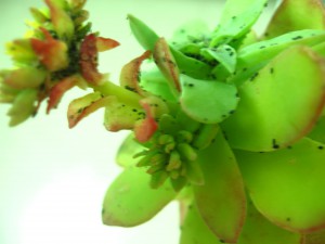 Puceron noir très envahissant, Elevage de pucerons made in Seednoir