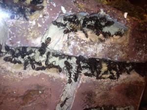 Couvain Camponotus cruentatus, Adoption Gyne Camponotus cruentatus