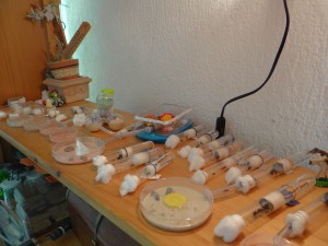 L'étagère à fondations d'Eveha, Vos "laboratoires", vos installations d'élevage...
