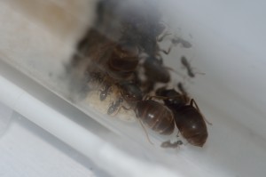 Colonie n°5 - Fondation Lasius sp. noire, Gradient de pléométrose chez des Lasius sp noires