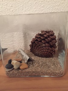 Nid de C. vagus, **fin**[Blog] Camponotus vagus