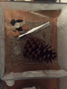 Nid de C. vagus, **fin**[Blog] Camponotus vagus