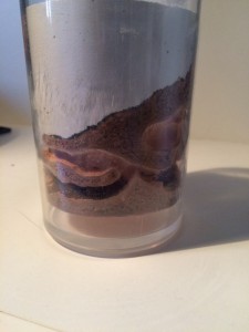 Vue plus générale., [Blog] Mes Plagiolepis pygmaea