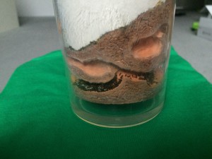 Plagiolepis pygmaea couvain., [Blog] Mes Plagiolepis pygmaea