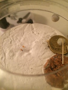 L'ADC de mes minuscules petites chéries., [Blog] Mes Plagiolepis pygmaea