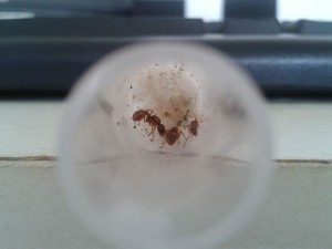 Les deux gynes plus leur ouvrière !, Les colonies de ccmm