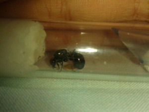 La Messor barbarus !, Les colonies de ccmm