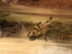 Les C.scutellaris à leur arrivée !, Les colonies de ccmm