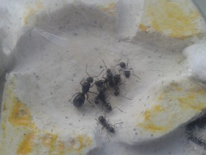 Formica cunicularia, Les colonies de ccmm