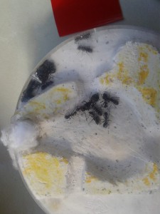 Formica cunicularia, Les colonies de ccmm