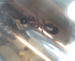 Une ouvrière vue de dessus, [Camponotus herculeanus] Foumis rouges et noires dans mon jardin en Haute-Savoie