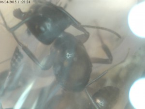 La tête de la gyne, [Camponotus herculeanus] Foumis rouges et noires dans mon jardin en Haute-Savoie