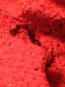 Une des deux reines, [Blog] Formica fusca de faklzefh