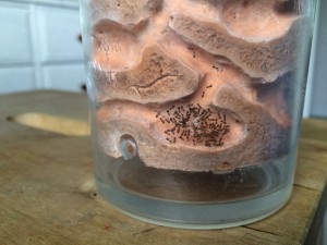La salle du couvain., [Blog] Mes Plagiolepis pygmaea