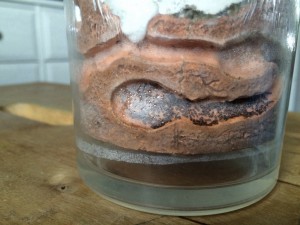 Dernière salle des ouvrières., [Blog] Mes Plagiolepis pygmaea
