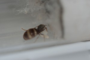 Colonie n°1 - Fondation Lasius sp. noire, Gradient de pléométrose chez des Lasius sp noires