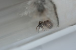 Colonie n°1 - Fondation Lasius sp. noire, Gradient de pléométrose chez des Lasius sp noires