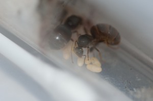 Colonie n°3 - Fondation Lasius sp. noire, Gradient de pléométrose chez des Lasius sp noires