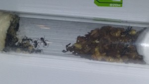 fondation au complet il me semble, [Blog] Camponotus dolendus