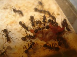 Mes colonies (funkyben), DSC07434.JPG
