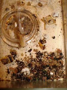 Mes colonies (funkyben), DSC07430.JPG