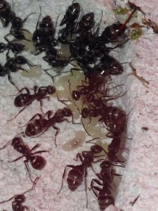 Le couvain, [Blog] Formica fusca de faklzefh