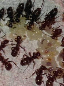 Le couvain, [Blog] Formica fusca de faklzefh